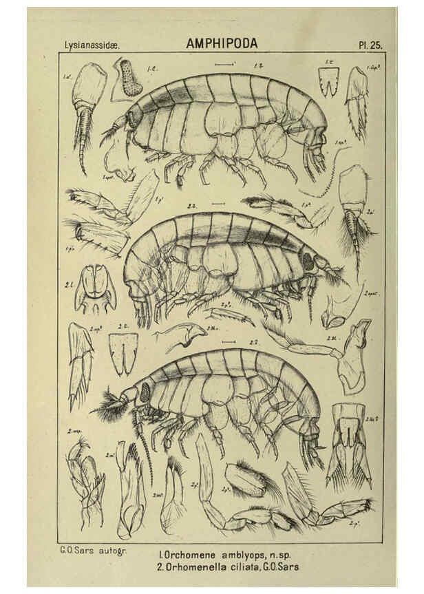 Reproducción/Reproduction 6194925089: An account of the Crustacea of Norway. v.1 Amphipoda (plates) Christiania,A. Cammermeyer,1895-1928