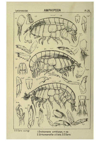 Reproducción/Reproduction 6194925089: An account of the Crustacea of Norway. v.1 Amphipoda (plates) Christiania,A. Cammermeyer,1895-1928
