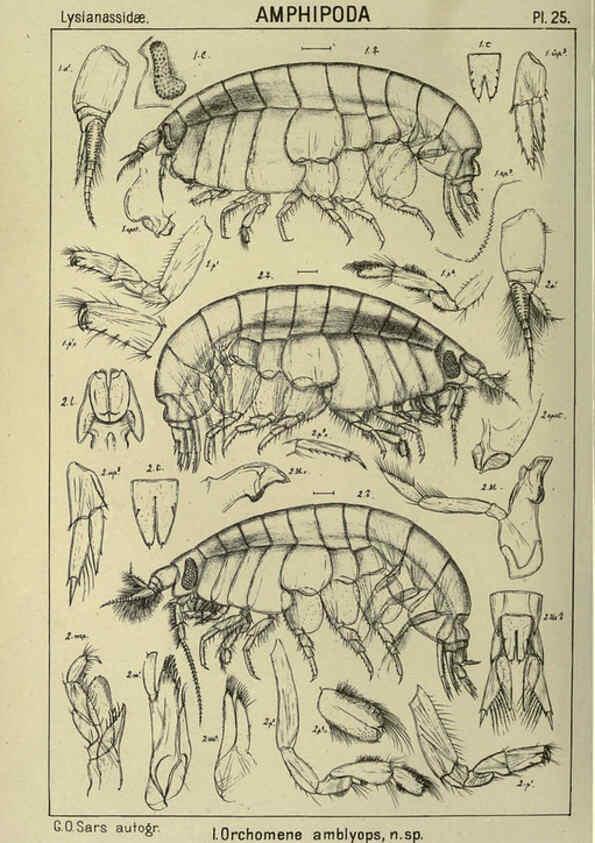 Reproducción/Reproduction 6194925089: An account of the Crustacea of Norway. v.1 Amphipoda (plates) Christiania,A. Cammermeyer,1895-1928