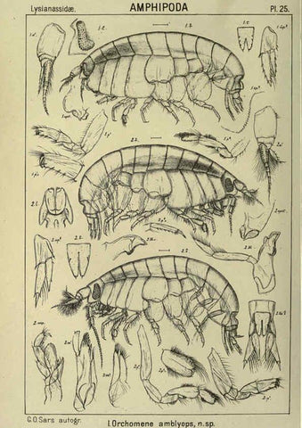 Reproducción/Reproduction 6194925089: An account of the Crustacea of Norway. v.1 Amphipoda (plates) Christiania,A. Cammermeyer,1895-1928
