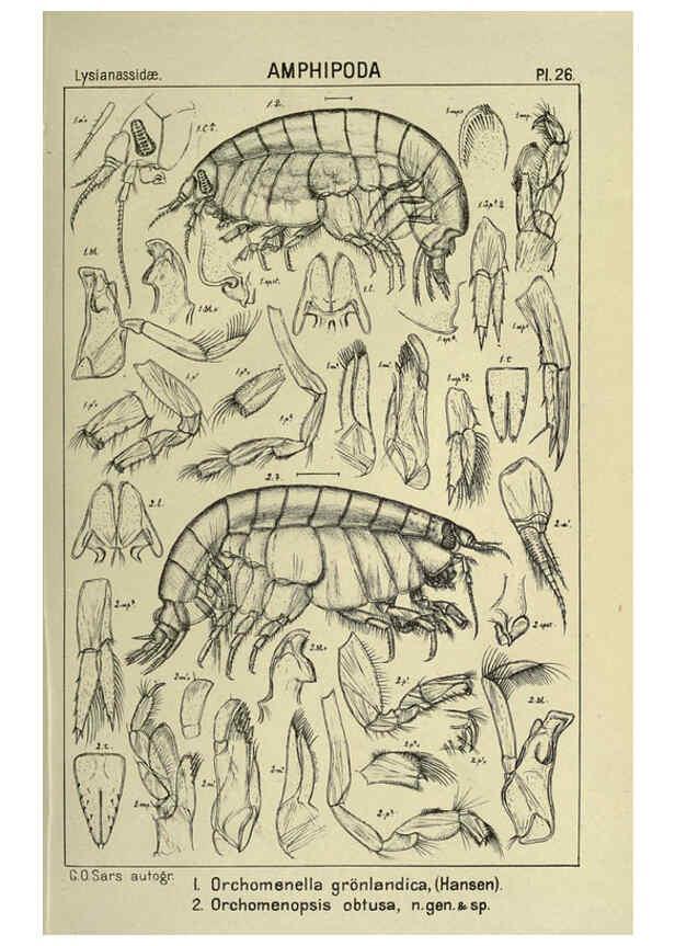 Reproducción/Reproduction 6194925305: An account of the Crustacea of Norway. v.1 Amphipoda (plates) Christiania,A. Cammermeyer,1895-1928