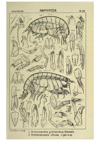 Reproducción/Reproduction 6194925305: An account of the Crustacea of Norway. v.1 Amphipoda (plates) Christiania,A. Cammermeyer,1895-1928