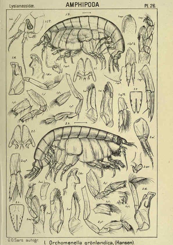 Reproducción/Reproduction 6194925305: An account of the Crustacea of Norway. v.1 Amphipoda (plates) Christiania,A. Cammermeyer,1895-1928