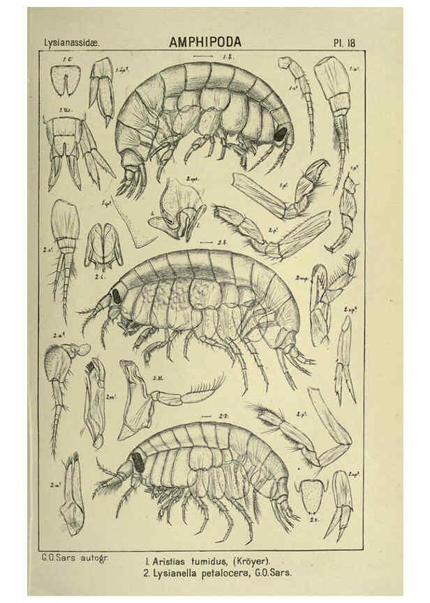 Reproducción/Reproduction 6194923381: An account of the Crustacea of Norway. v.1 Amphipoda (plates) Christiania,A. Cammermeyer,1895-1928