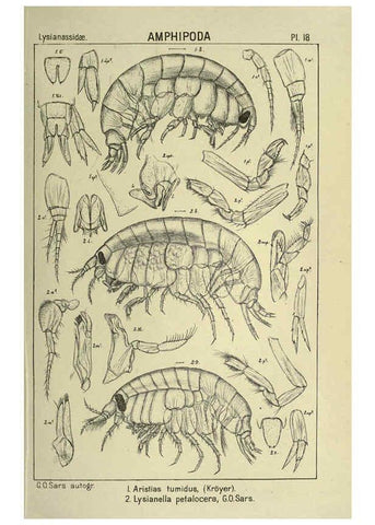 Reproducción/Reproduction 6194923381: An account of the Crustacea of Norway. v.1 Amphipoda (plates) Christiania,A. Cammermeyer,1895-1928