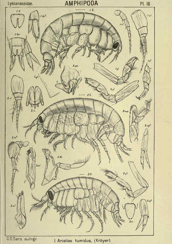 Reproducción/Reproduction 6194923381: An account of the Crustacea of Norway. v.1 Amphipoda (plates) Christiania,A. Cammermeyer,1895-1928
