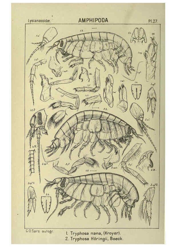 Reproducción/Reproduction 6195442626: An account of the Crustacea of Norway. v.1 Amphipoda (plates) Christiania,A. Cammermeyer,1895-1928