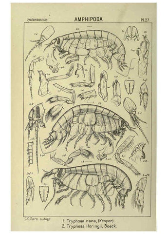 Reproducción/Reproduction 6195442626: An account of the Crustacea of Norway. v.1 Amphipoda (plates) Christiania,A. Cammermeyer,1895-1928