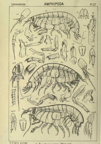 Reproducción/Reproduction 6195442626: An account of the Crustacea of Norway. v.1 Amphipoda (plates) Christiania,A. Cammermeyer,1895-1928