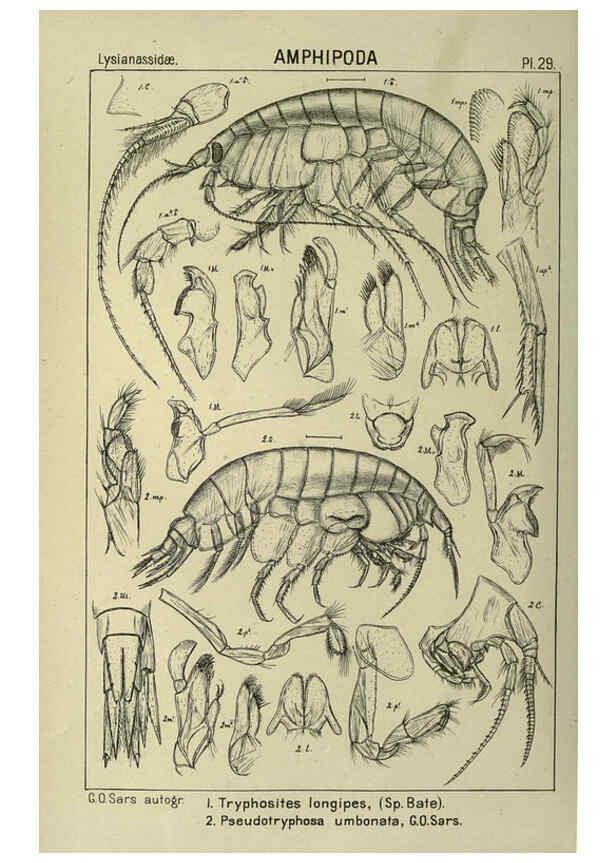 Reproducción/Reproduction 6195443004: An account of the Crustacea of Norway. v.1 Amphipoda (plates) Christiania,A. Cammermeyer,1895-1928