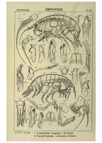 Reproducción/Reproduction 6195443004: An account of the Crustacea of Norway. v.1 Amphipoda (plates) Christiania,A. Cammermeyer,1895-1928