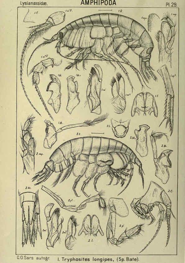 Reproducción/Reproduction 6195443004: An account of the Crustacea of Norway. v.1 Amphipoda (plates) Christiania,A. Cammermeyer,1895-1928