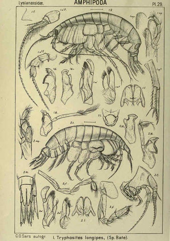 Reproducción/Reproduction 6195443004: An account of the Crustacea of Norway. v.1 Amphipoda (plates) Christiania,A. Cammermeyer,1895-1928