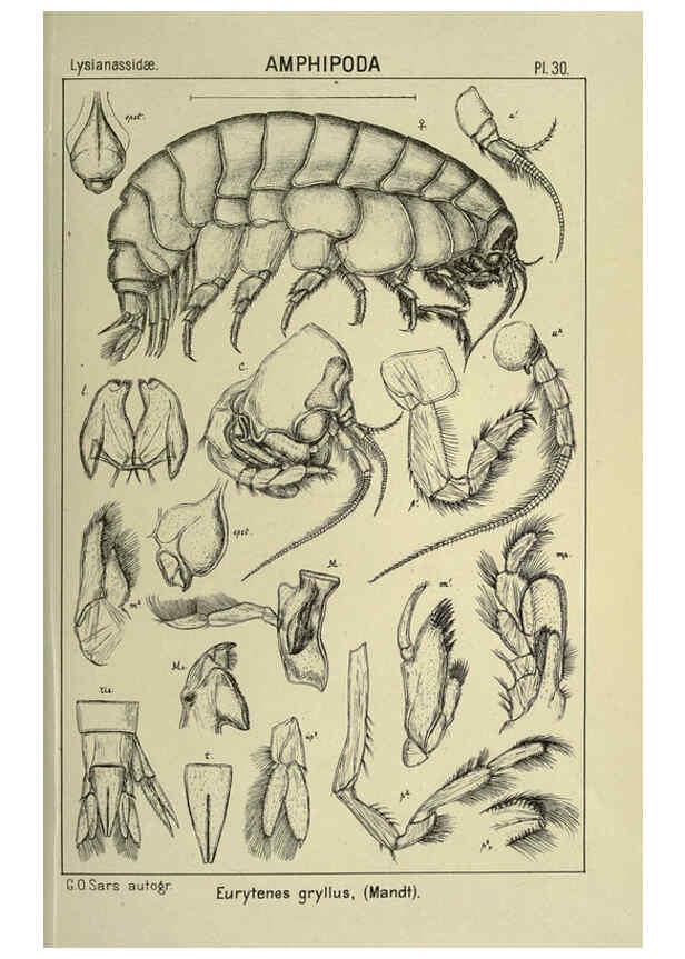 Reproducción/Reproduction 6195443224: An account of the Crustacea of Norway. v.1 Amphipoda (plates) Christiania,A. Cammermeyer,1895-1928