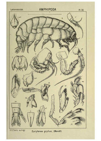 Reproducción/Reproduction 6195443224: An account of the Crustacea of Norway. v.1 Amphipoda (plates) Christiania,A. Cammermeyer,1895-1928