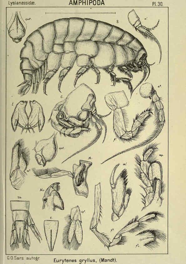 Reproducción/Reproduction 6195443224: An account of the Crustacea of Norway. v.1 Amphipoda (plates) Christiania,A. Cammermeyer,1895-1928