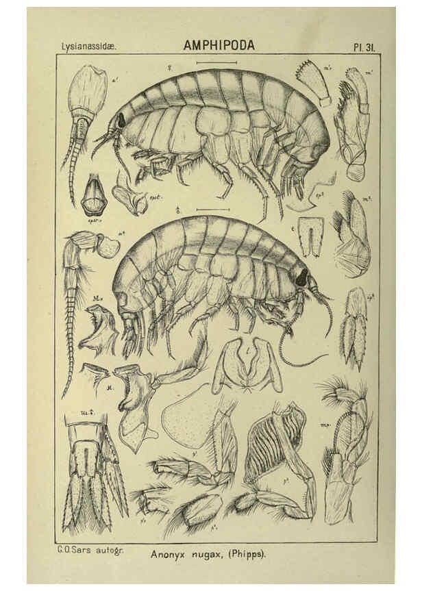 Reproducción/Reproduction 6195443410: An account of the Crustacea of Norway. v.1 Amphipoda (plates) Christiania,A. Cammermeyer,1895-1928