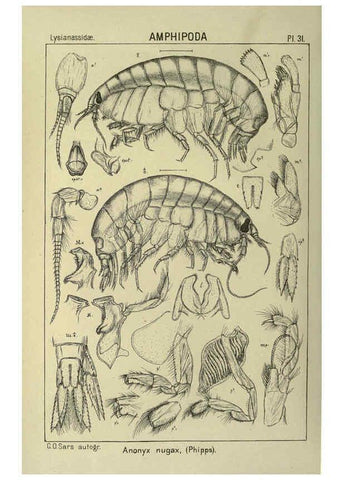 Reproducción/Reproduction 6195443410: An account of the Crustacea of Norway. v.1 Amphipoda (plates) Christiania,A. Cammermeyer,1895-1928