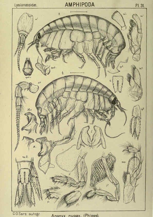Reproducción/Reproduction 6195443410: An account of the Crustacea of Norway. v.1 Amphipoda (plates) Christiania,A. Cammermeyer,1895-1928