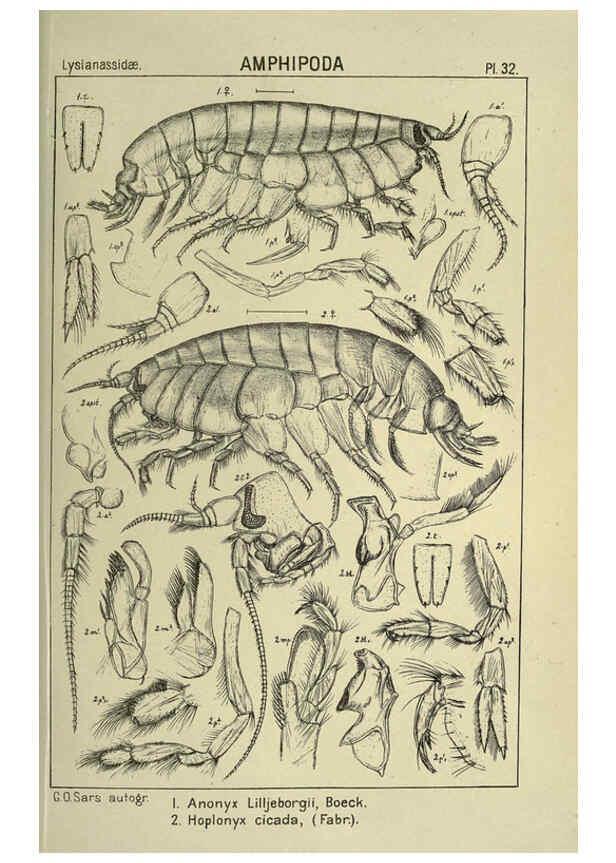 Reproducción/Reproduction 6195443598: An account of the Crustacea of Norway. v.1 Amphipoda (plates) Christiania,A. Cammermeyer,1895-1928