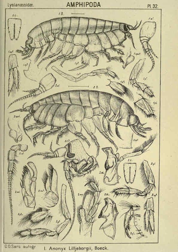 Reproducción/Reproduction 6195443598: An account of the Crustacea of Norway. v.1 Amphipoda (plates) Christiania,A. Cammermeyer,1895-1928