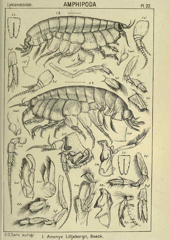 Reproducción/Reproduction 6195443598: An account of the Crustacea of Norway. v.1 Amphipoda (plates) Christiania,A. Cammermeyer,1895-1928