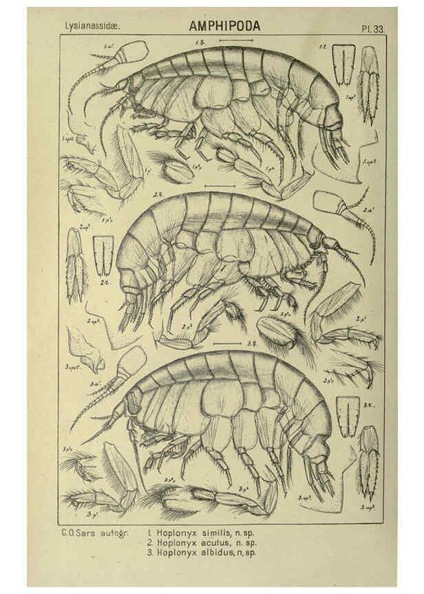 Reproducción/Reproduction 6195443794: An account of the Crustacea of Norway. v.1 Amphipoda (plates) Christiania,A. Cammermeyer,1895-1928