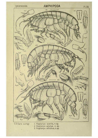 Reproducción/Reproduction 6195443794: An account of the Crustacea of Norway. v.1 Amphipoda (plates) Christiania,A. Cammermeyer,1895-1928
