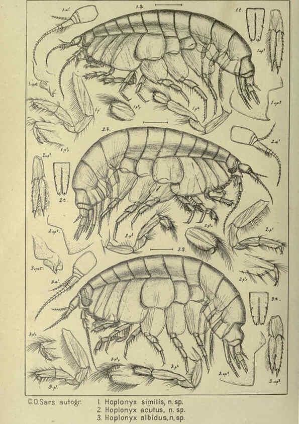 Reproducción/Reproduction 6195443794: An account of the Crustacea of Norway. v.1 Amphipoda (plates) Christiania,A. Cammermeyer,1895-1928