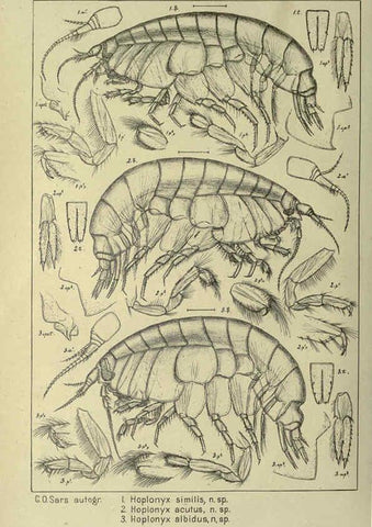 Reproducción/Reproduction 6195443794: An account of the Crustacea of Norway. v.1 Amphipoda (plates) Christiania,A. Cammermeyer,1895-1928