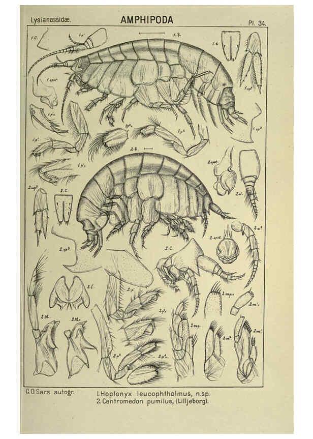 Reproducción/Reproduction 6194927045: An account of the Crustacea of Norway. v.1 Amphipoda (plates) Christiania,A. Cammermeyer,1895-1928