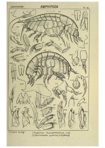 Reproducción/Reproduction 6194927045: An account of the Crustacea of Norway. v.1 Amphipoda (plates) Christiania,A. Cammermeyer,1895-1928
