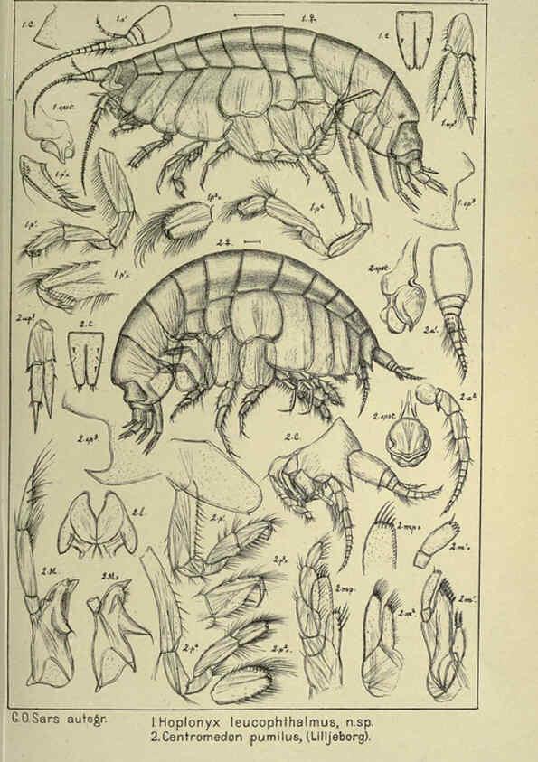 Reproducción/Reproduction 6194927045: An account of the Crustacea of Norway. v.1 Amphipoda (plates) Christiania,A. Cammermeyer,1895-1928
