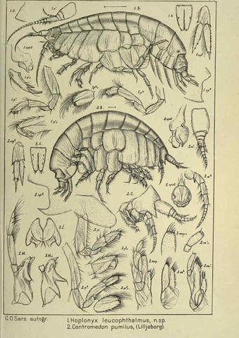 Reproducción/Reproduction 6194927045: An account of the Crustacea of Norway. v.1 Amphipoda (plates) Christiania,A. Cammermeyer,1895-1928