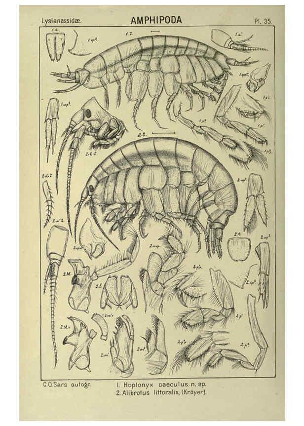 Reproducción/Reproduction 6195444352: An account of the Crustacea of Norway. v.1 Amphipoda (plates) Christiania,A. Cammermeyer,1895-1928