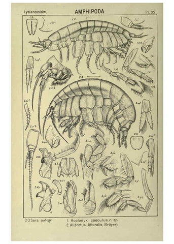Reproducción/Reproduction 6195444352: An account of the Crustacea of Norway. v.1 Amphipoda (plates) Christiania,A. Cammermeyer,1895-1928