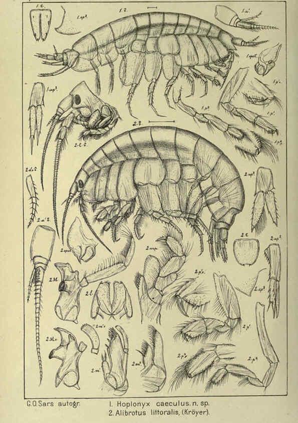 Reproducción/Reproduction 6195444352: An account of the Crustacea of Norway. v.1 Amphipoda (plates) Christiania,A. Cammermeyer,1895-1928