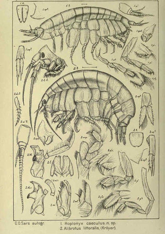 Reproducción/Reproduction 6195444352: An account of the Crustacea of Norway. v.1 Amphipoda (plates) Christiania,A. Cammermeyer,1895-1928