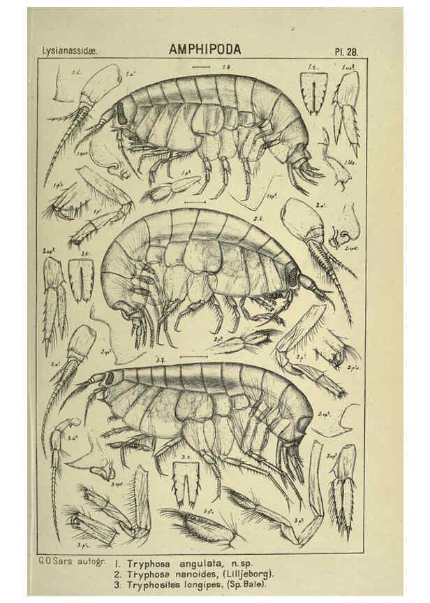 Reproducción/Reproduction 6195442820: An account of the Crustacea of Norway. v.1 Amphipoda (plates) Christiania,A. Cammermeyer,1895-1928