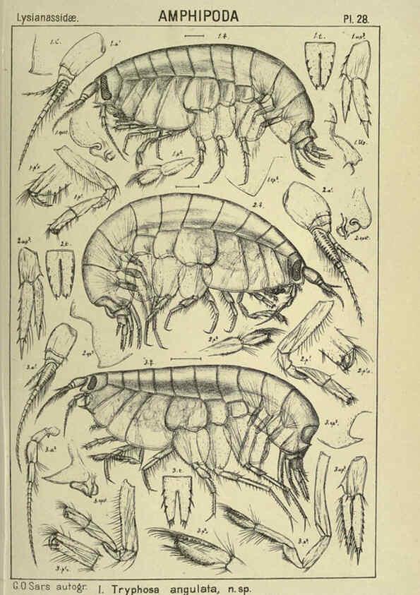 Reproducción/Reproduction 6195442820: An account of the Crustacea of Norway. v.1 Amphipoda (plates) Christiania,A. Cammermeyer,1895-1928