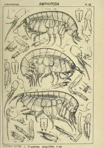 Reproducción/Reproduction 6195442820: An account of the Crustacea of Norway. v.1 Amphipoda (plates) Christiania,A. Cammermeyer,1895-1928