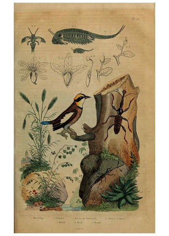 Reproducción/Reproduction 6195100682: Dictionnaire pittoresque d'histoire naturelle et des phénomènes de la nature. v.1 Paris,1833-[1840] 