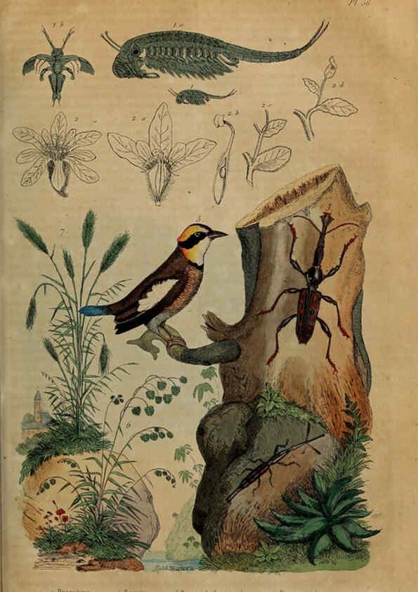 Reproducción/Reproduction 6195100682: Dictionnaire pittoresque d'histoire naturelle et des phénomènes de la nature. v.1 Paris,1833-[1840] 