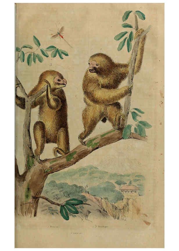 Reproducción/Reproduction 6195100510: Dictionnaire pittoresque d'histoire naturelle et des phénomènes de la nature. v.1 Paris,1833-[1840] 