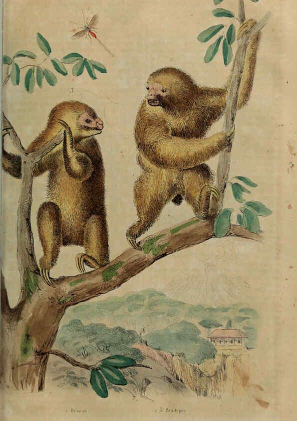 Reproducción/Reproduction 6195100510: Dictionnaire pittoresque d'histoire naturelle et des phénomènes de la nature. v.1 Paris,1833-[1840] 