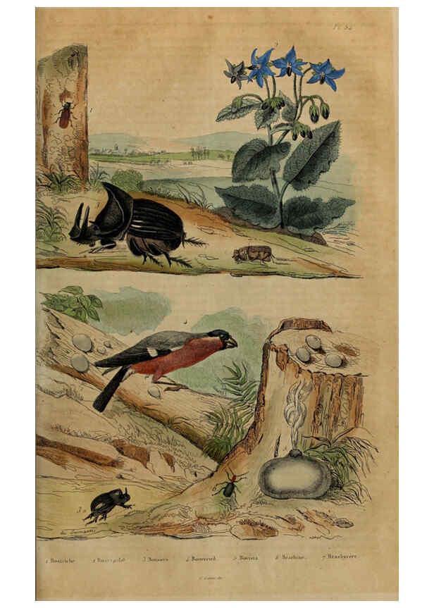 Reproducción/Reproduction 6195100114: Dictionnaire pittoresque d'histoire naturelle et des phénomènes de la nature. v.1 Paris,1833-[1840] 