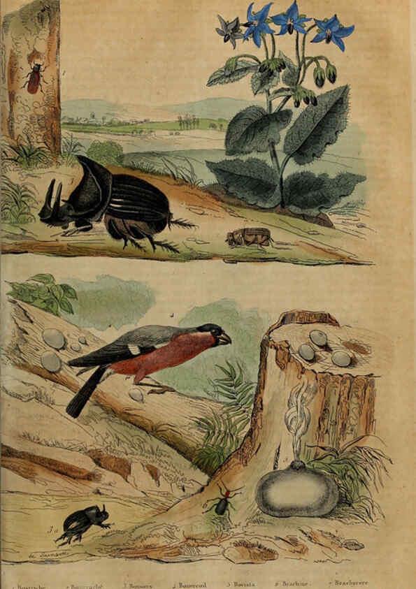 Reproducción/Reproduction 6195100114: Dictionnaire pittoresque d'histoire naturelle et des phénomènes de la nature. v.1 Paris,1833-[1840] 