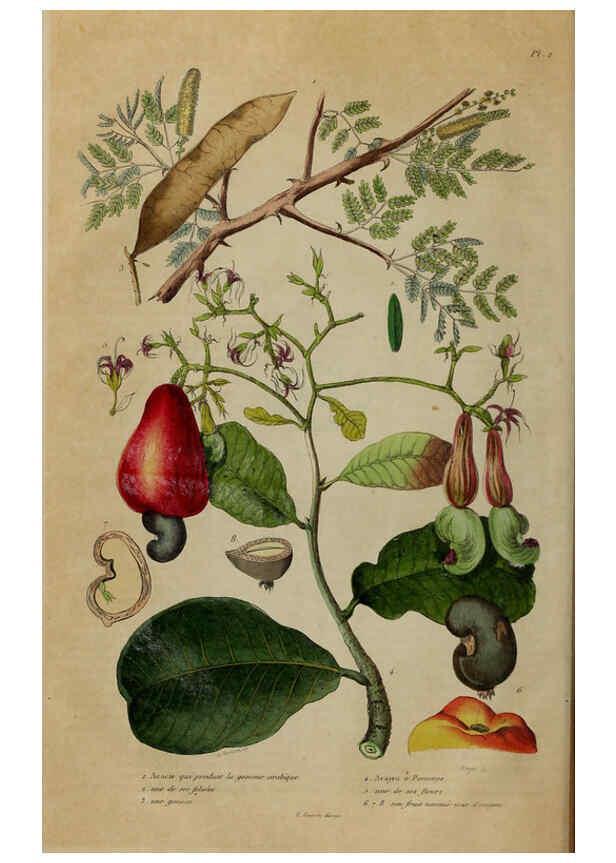 Reproducción/Reproduction 6195087656: Dictionnaire pittoresque d'histoire naturelle et des phénomènes de la nature. v.1 Paris,1833-[1840] 