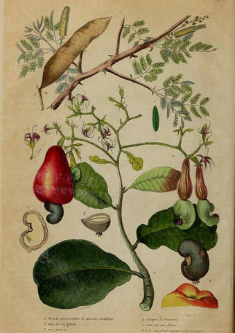 Reproducción/Reproduction 6195087656: Dictionnaire pittoresque d'histoire naturelle et des phénomènes de la nature. v.1 Paris,1833-[1840] 