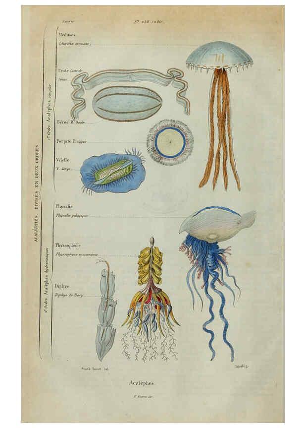 Reproducción/Reproduction 6195087834: Dictionnaire pittoresque d'histoire naturelle et des phénomènes de la nature. v.1 Paris,1833-[1840] 